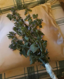 Hera666 -Dominacja — 